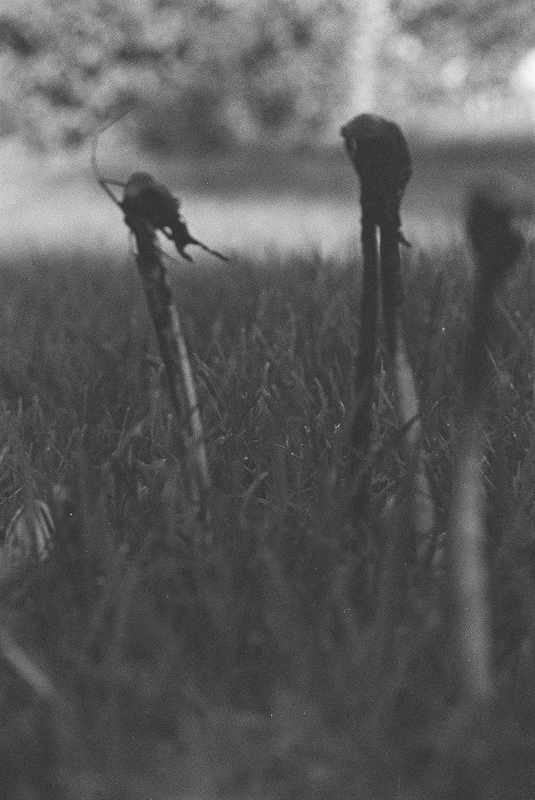 Schwarz-Weiß-Nahaufnahme von Pilzen auf einer Wiese: Die Pilze wirken vertrocknet oder tot.
